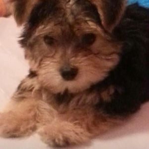 Meet your Posher, Jasmine